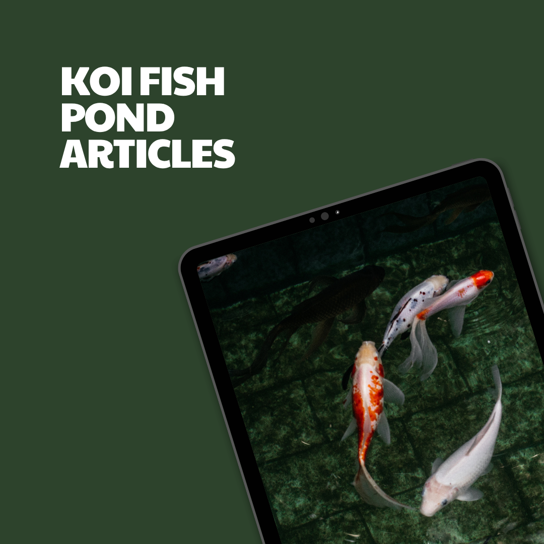 Koi Fish Pond – 18 Pre-Written Articles